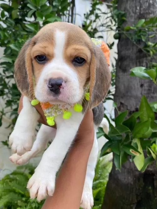 Nossos Beagles