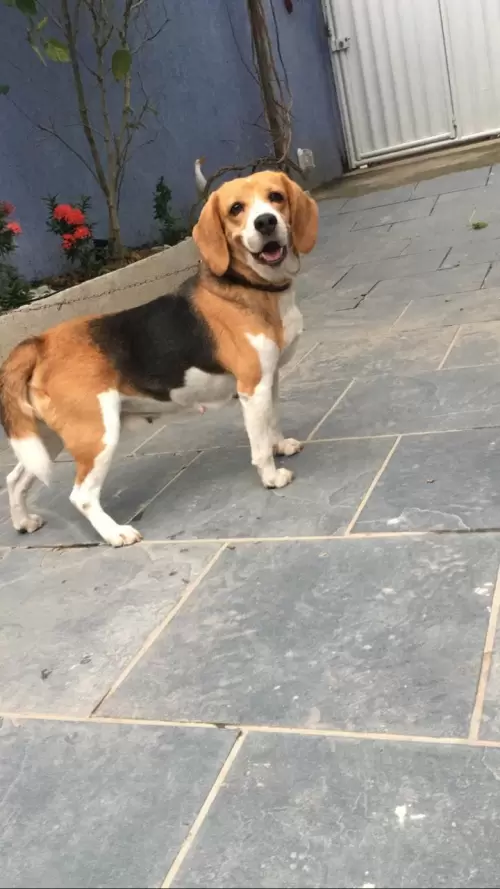 Nossos Beagles