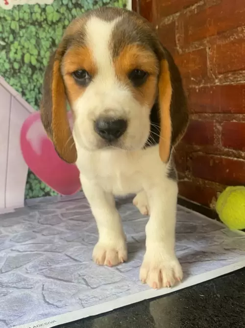 Nossos Beagles
