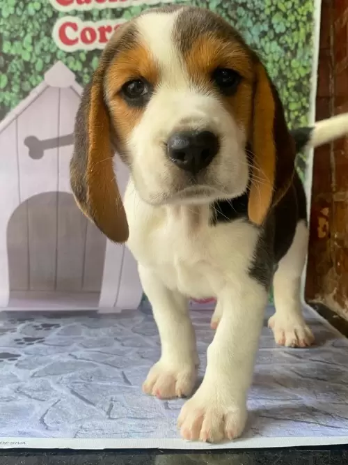 Nossos Beagles