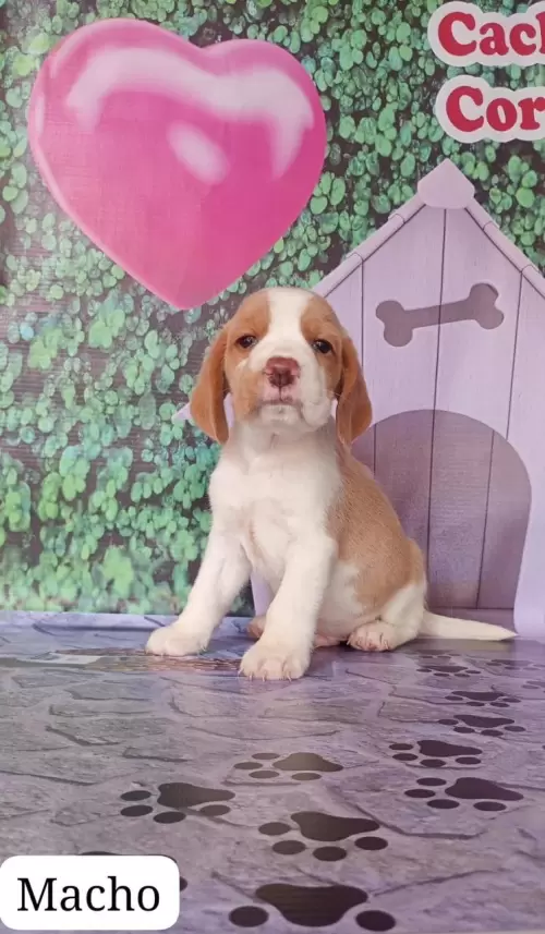Nossos Beagles