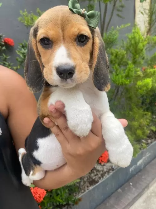 Nossos Beagles