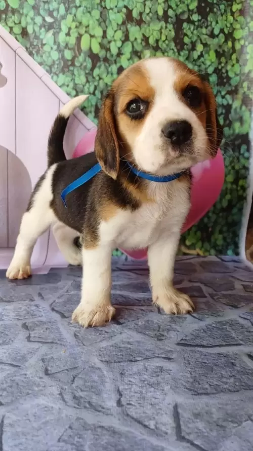 Nossos Beagles