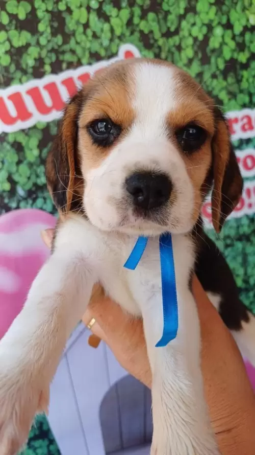 Nossos Beagles
