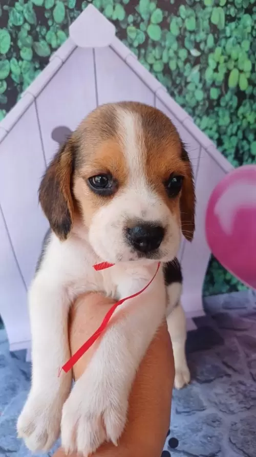 Nossos Beagles