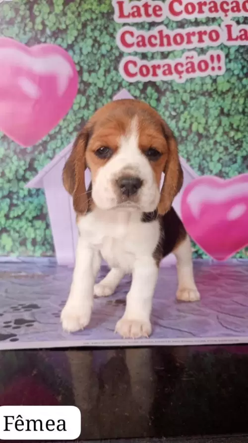 Nossos Beagles