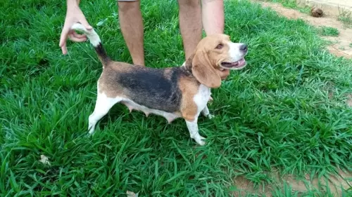 Nossos Beagles