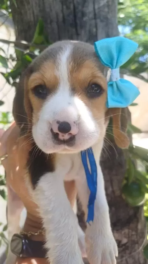Nossos Beagles