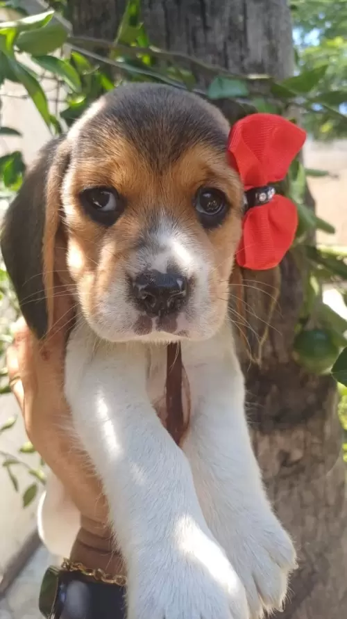 Nossos Beagles