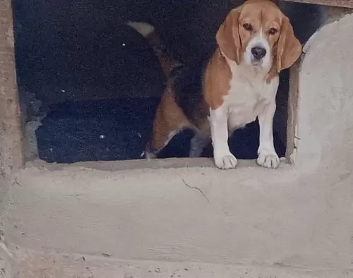 Nossos Beagles
