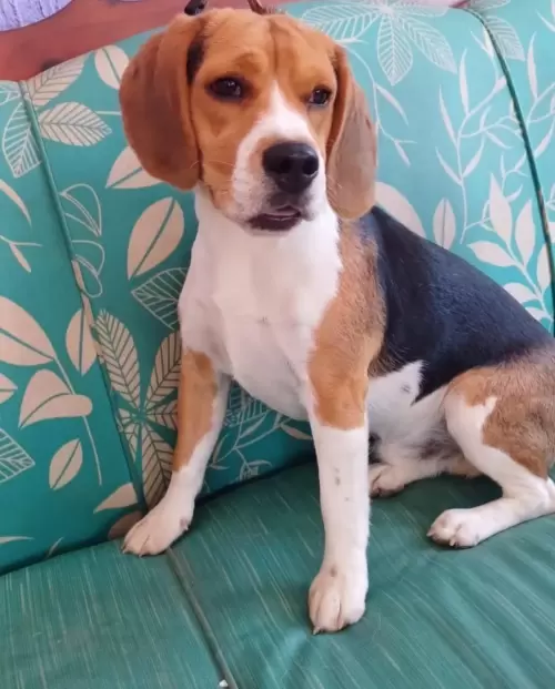 Nossos Beagles