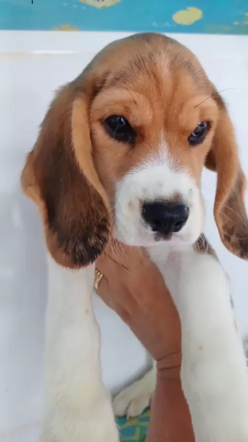 Nossos Beagles