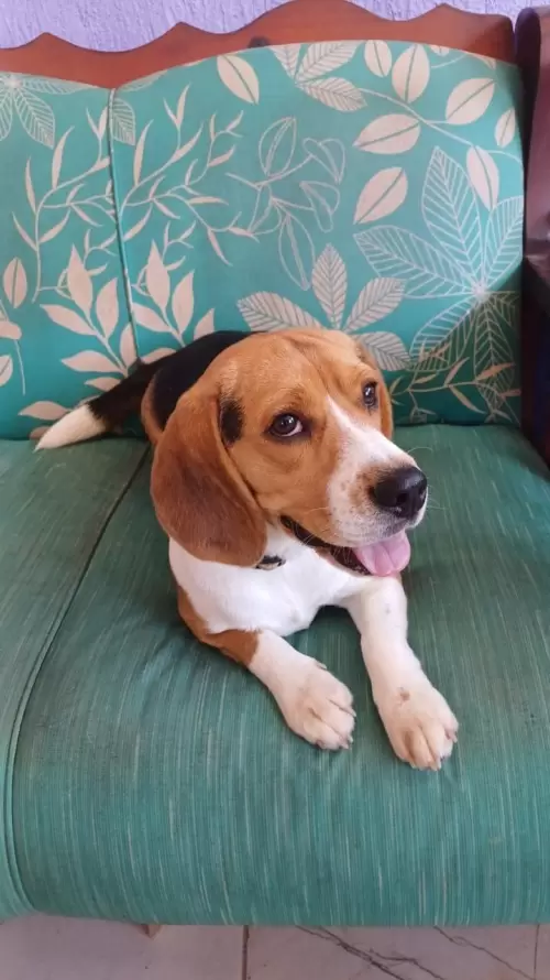 Nossos Beagles