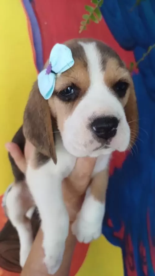 Nossos Beagles