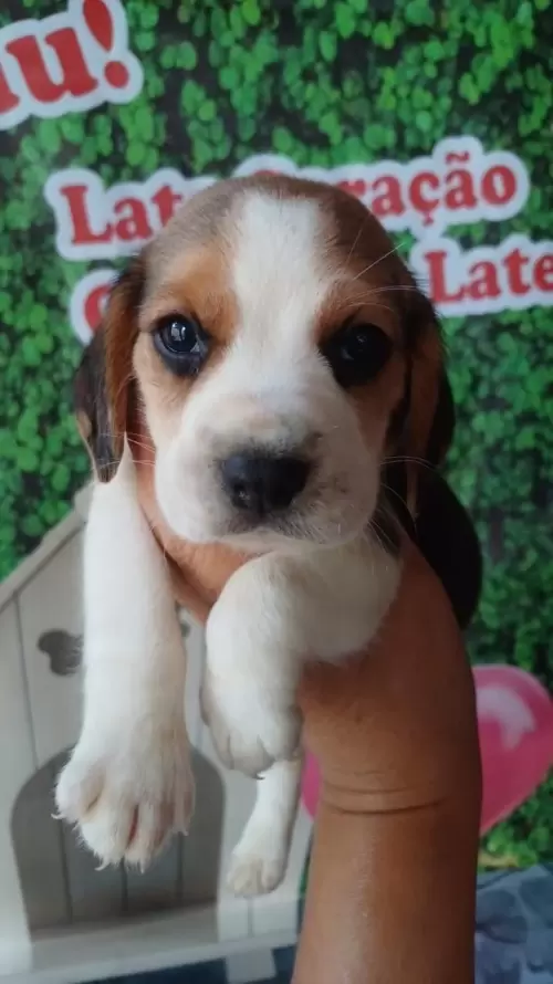 Nossos Beagles