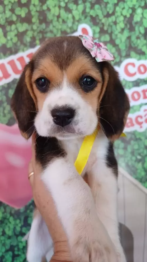 Nossos Beagles
