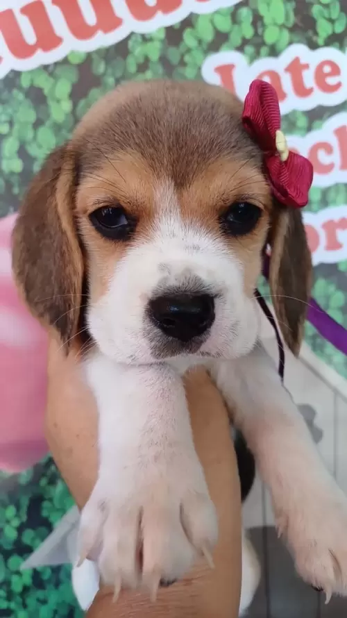 Nossos Beagles
