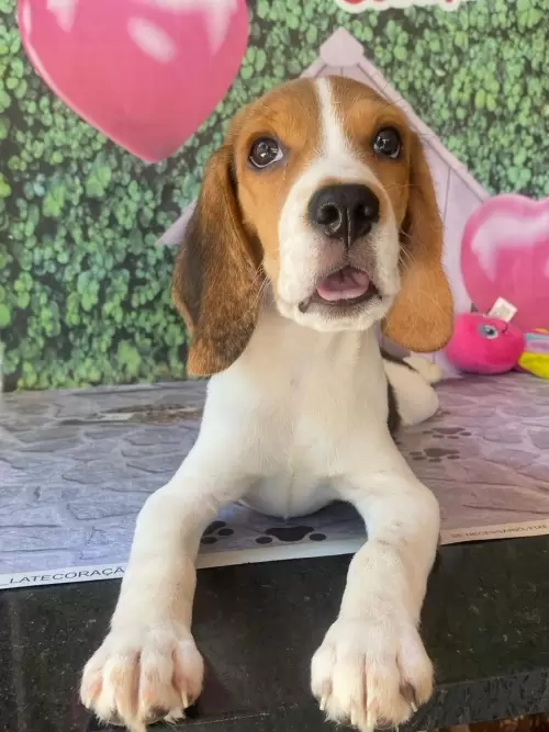 Nossos Beagles