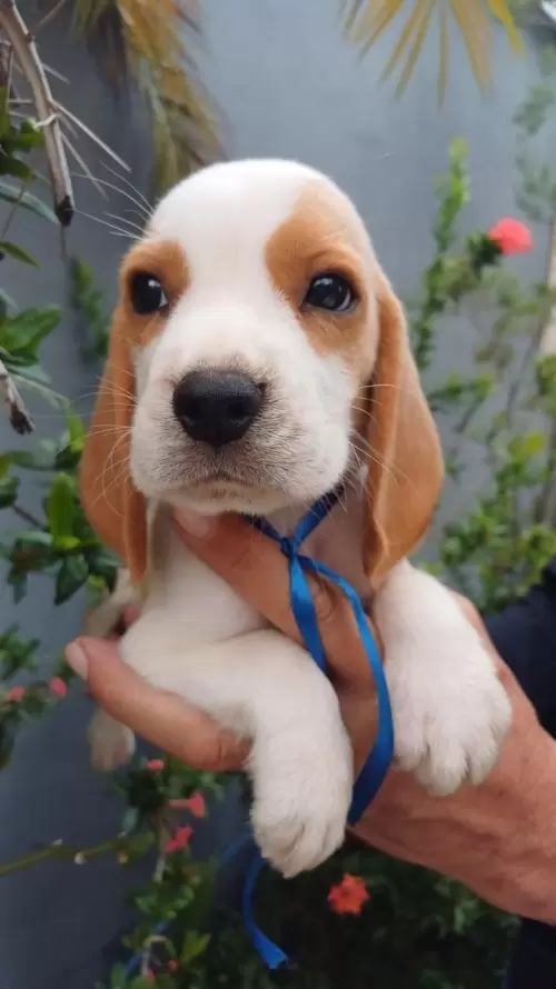 Nossos Beagles