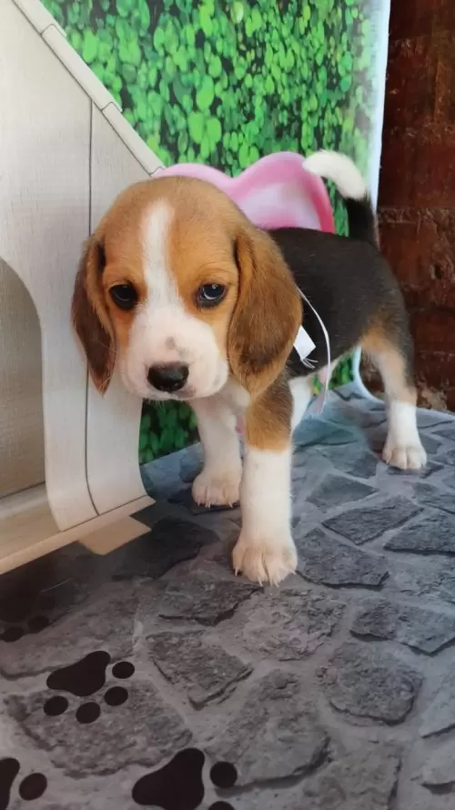 Nossos Beagles