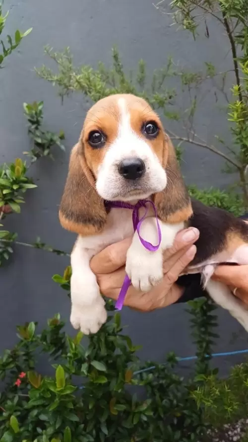 Nossos Beagles