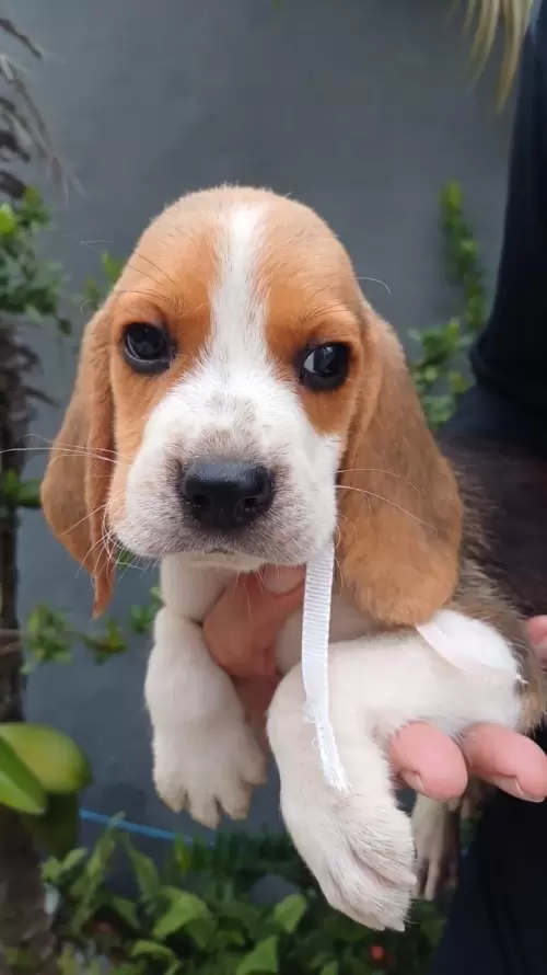 Nossos Beagles