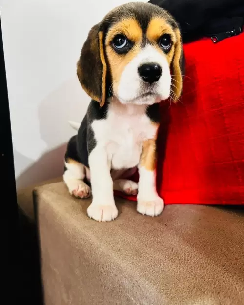 Nossos Beagles