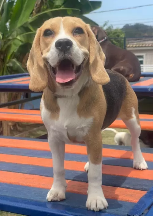 Nossos Beagles