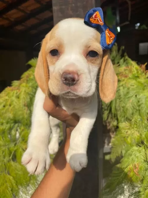 Nossos Beagles