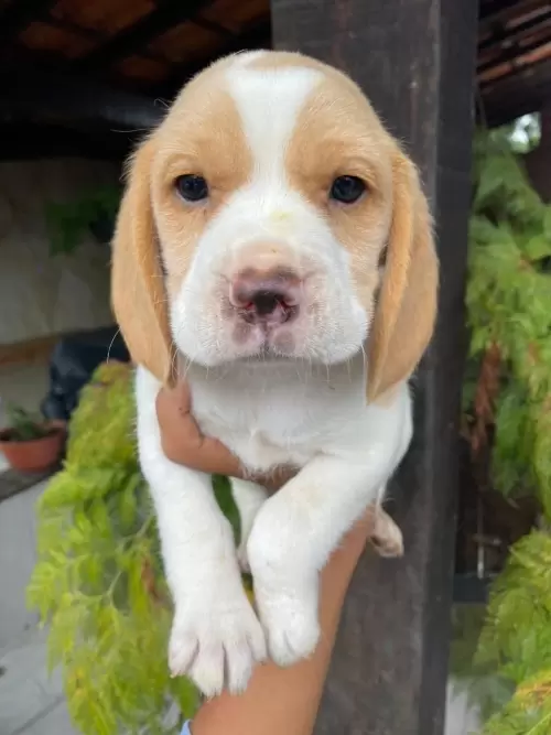 Nossos Beagles