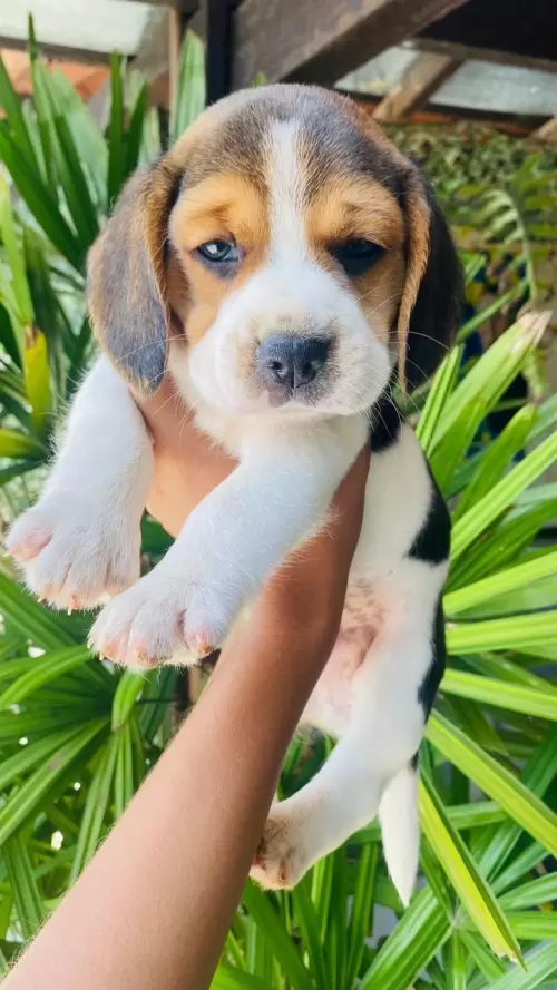 Nossos Beagles
