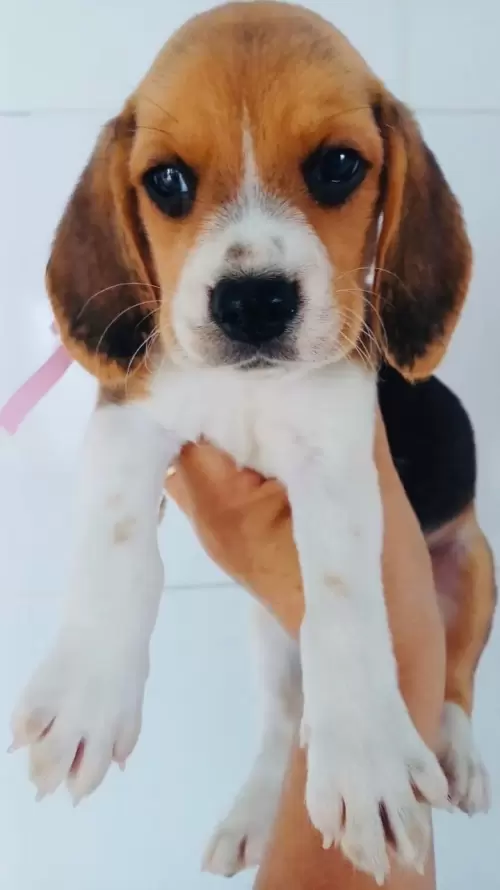 Nossos Beagles