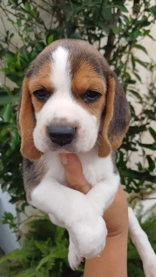 Nossos Beagles
