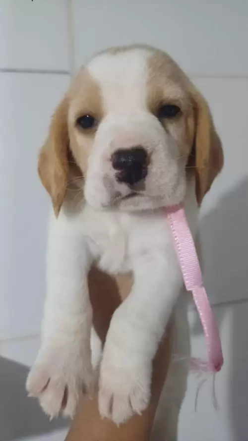 Nossos Beagles