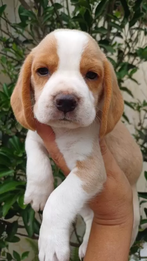 Nossos Beagles