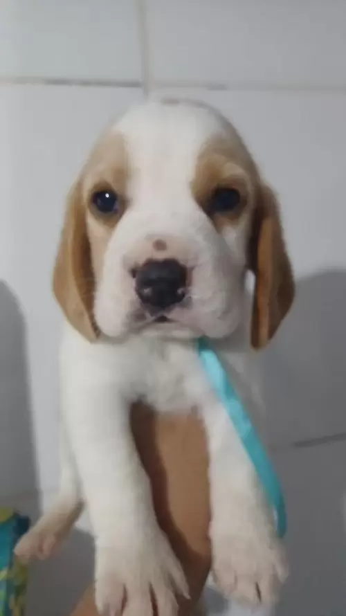 Nossos Beagles