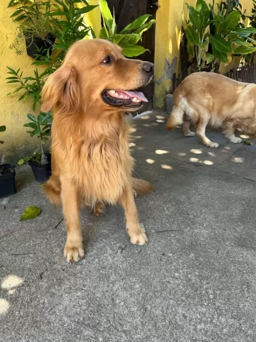 Nossos Goldens Retriever