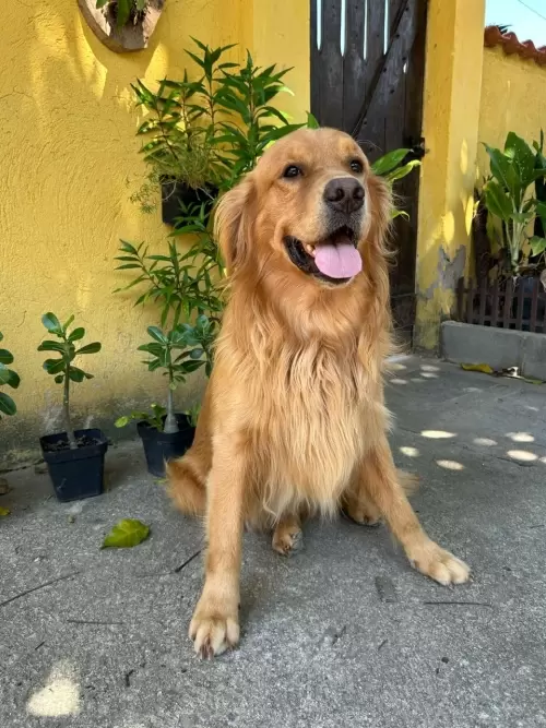 Nossos Goldens Retriever