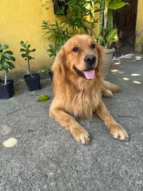 Nossos Goldens Retriever