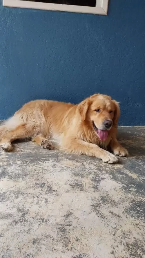 Nossos Goldens Retriever