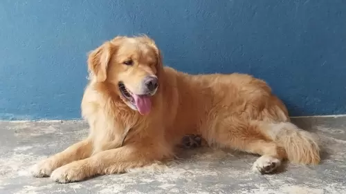 Nossos Goldens Retriever
