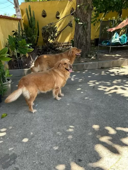 Nossos Goldens Retriever