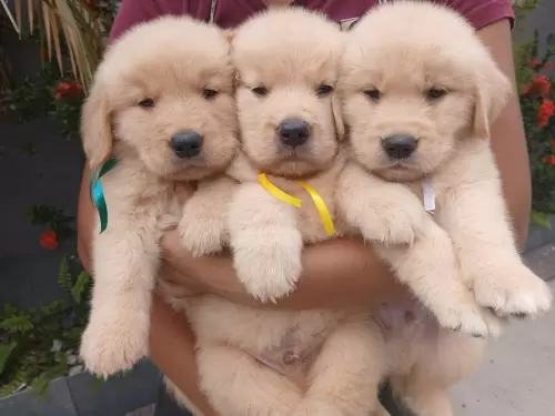 Nossos Goldens Retriever