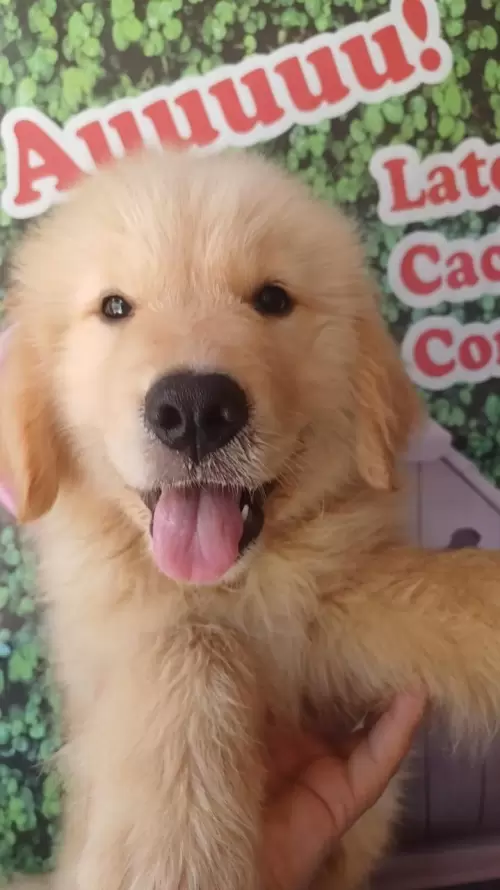 Nossos Goldens Retriever
