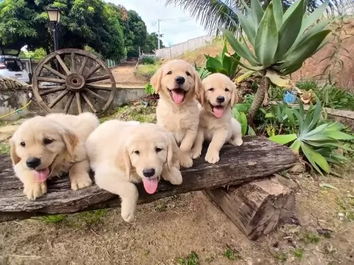 Nossos Goldens Retriever