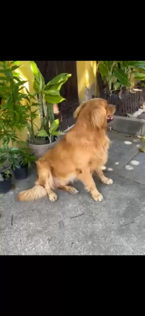 Nossos Goldens Retriever