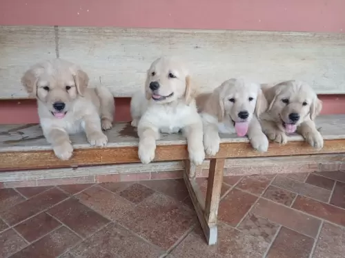Nossos Goldens Retriever