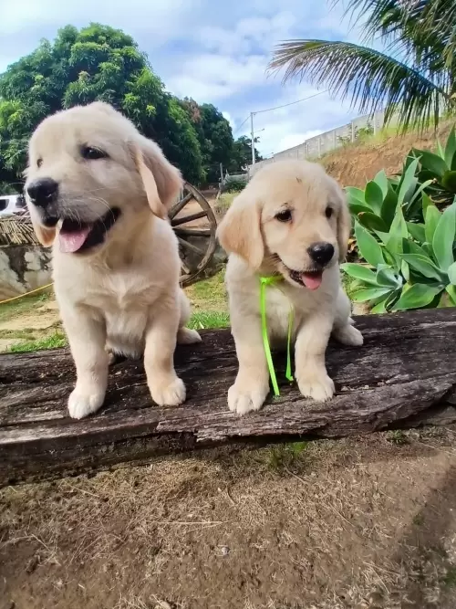 Nossos Goldens Retriever