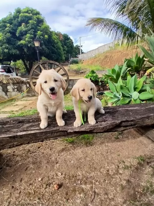 Nossos Goldens Retriever