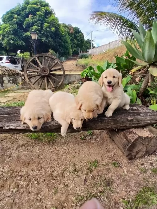 Nossos Goldens Retriever